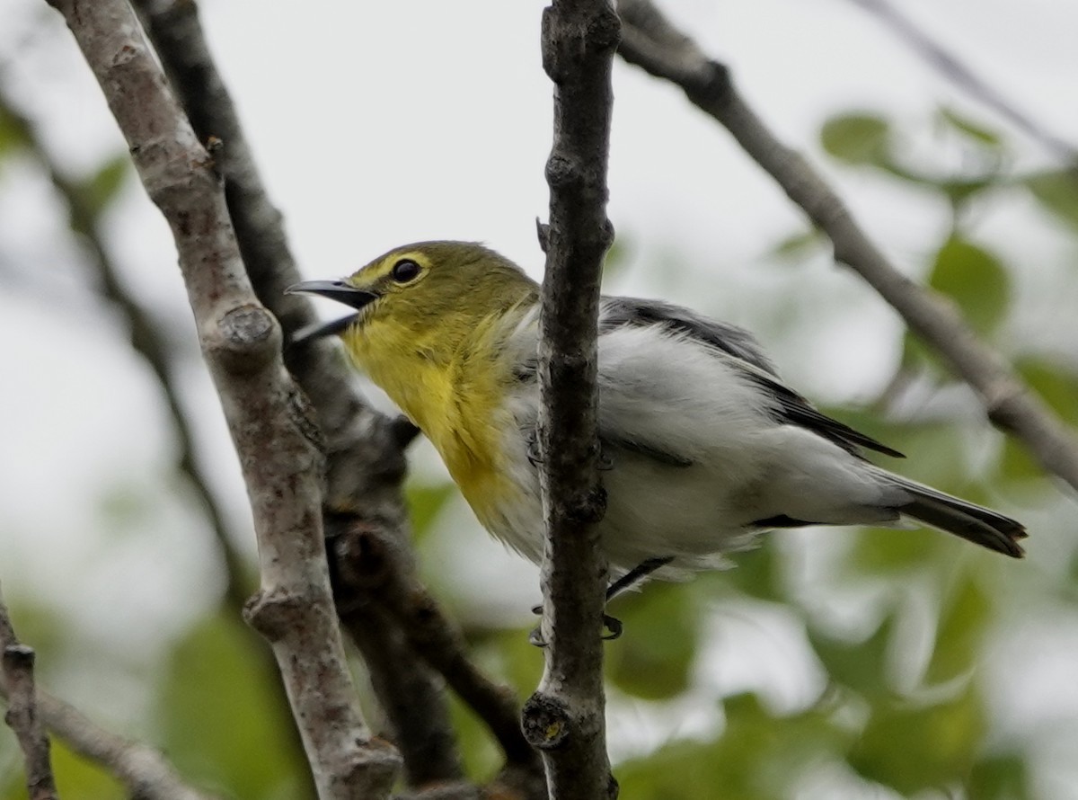 Yellow-throated Vireo - Peter Blancher