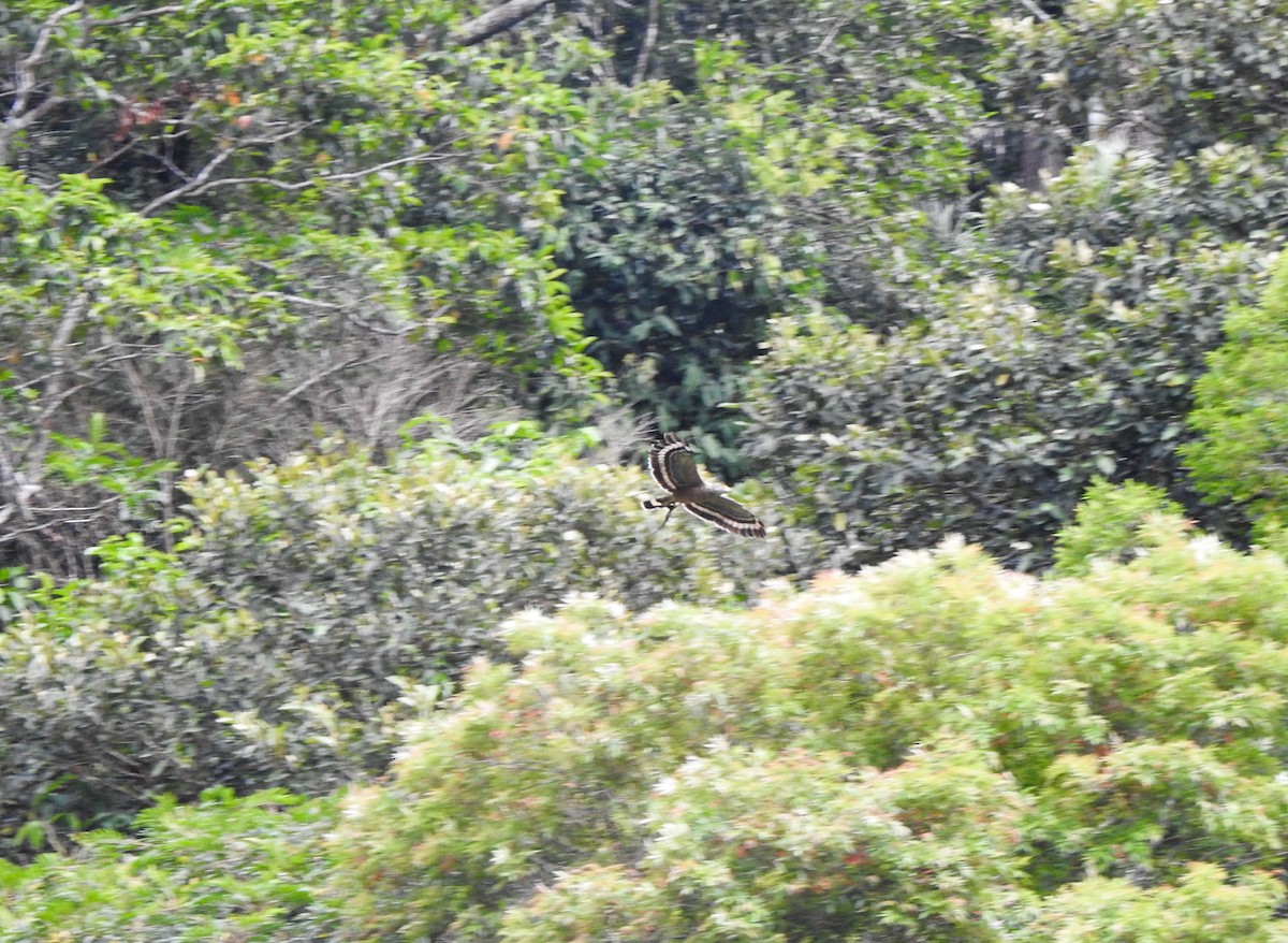 Philippinenschlangenadler - ML163269361
