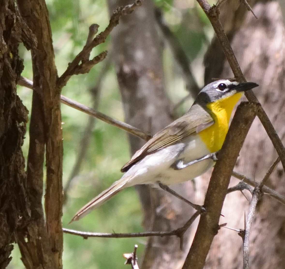 Yellow-breasted Chat - Paul Conover