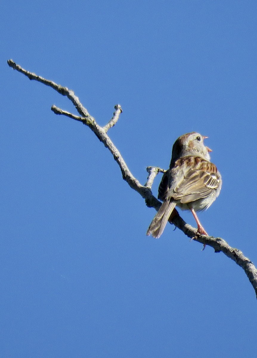 Field Sparrow - Micky Louis