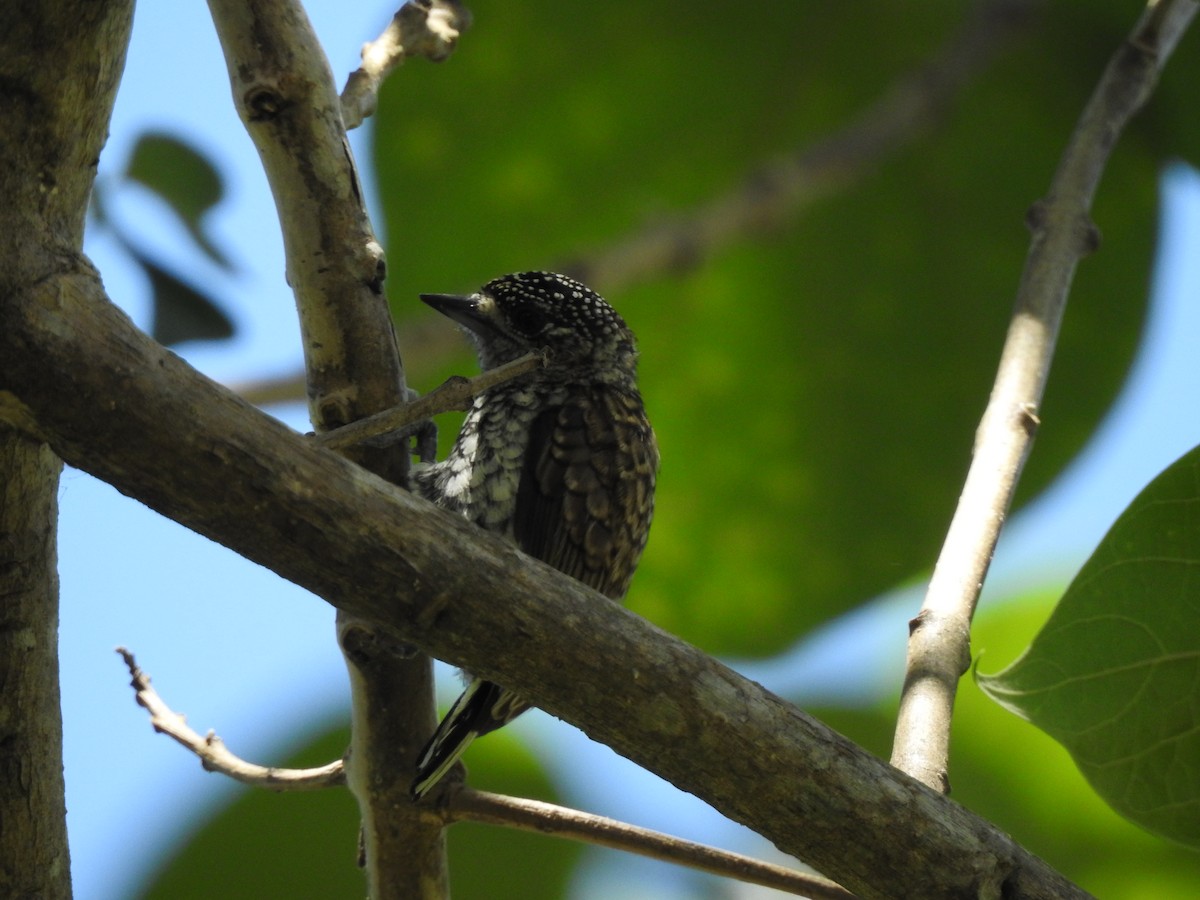 Scaled Piculet - ML163275891