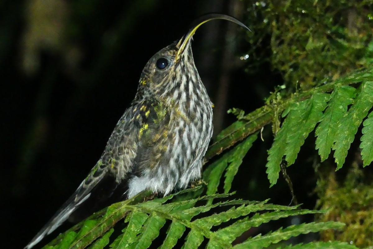 White-tipped Sicklebill - Marcos Ponce