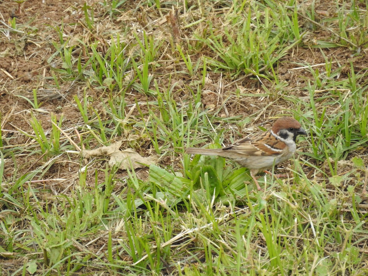 Eurasian Tree Sparrow - Maksymilian Syratt