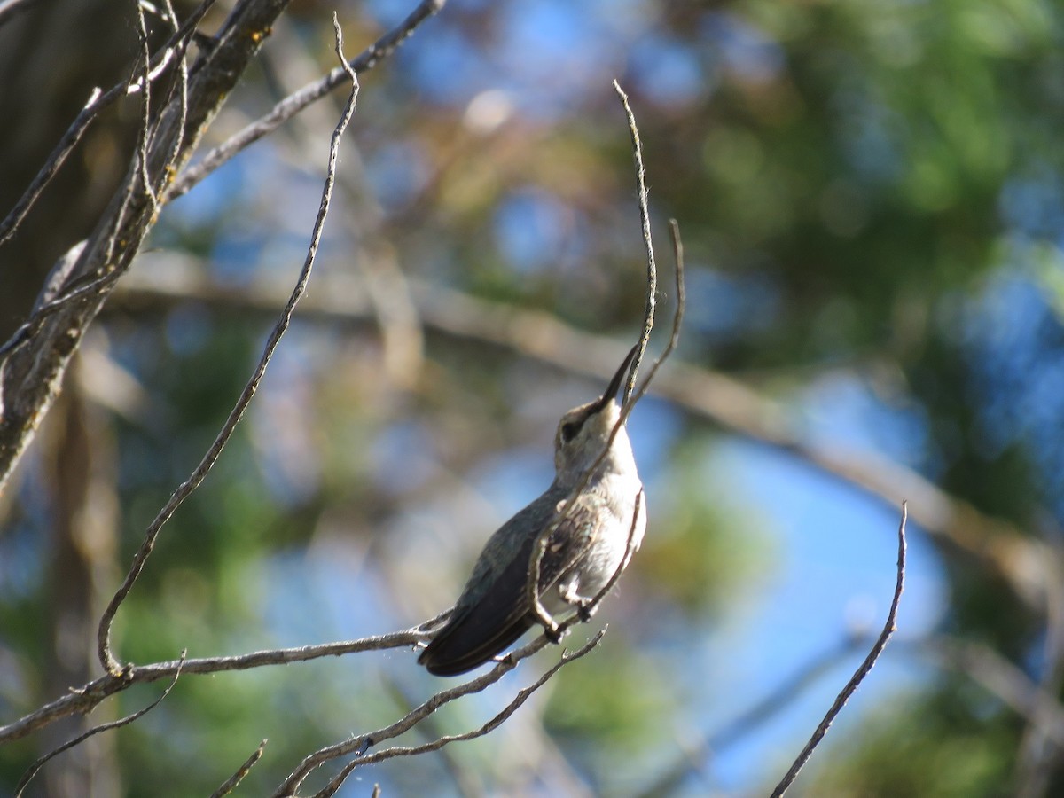 Costa's Hummingbird - ML163282481