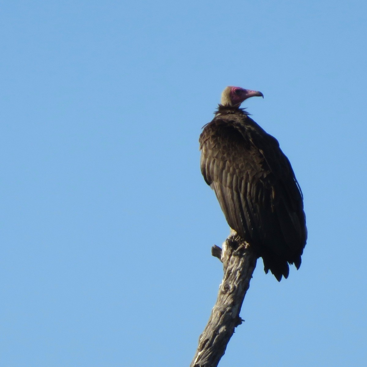 Hooded Vulture - Ann Haverstock
