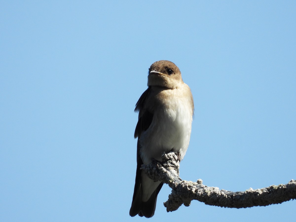 Northern Rough-winged Swallow - ML163285891