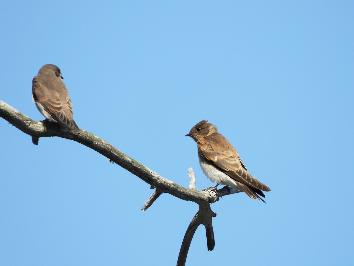 Northern Rough-winged Swallow - ML163287021