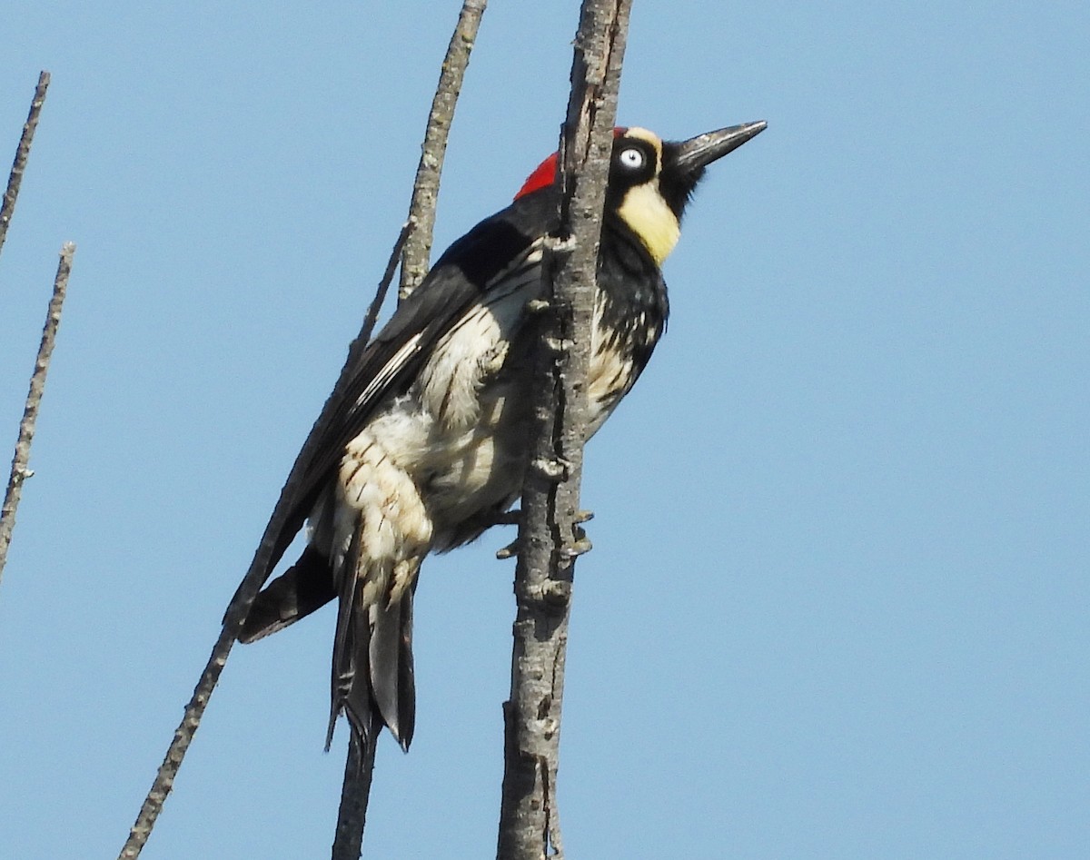 Acorn Woodpecker - ML163290851