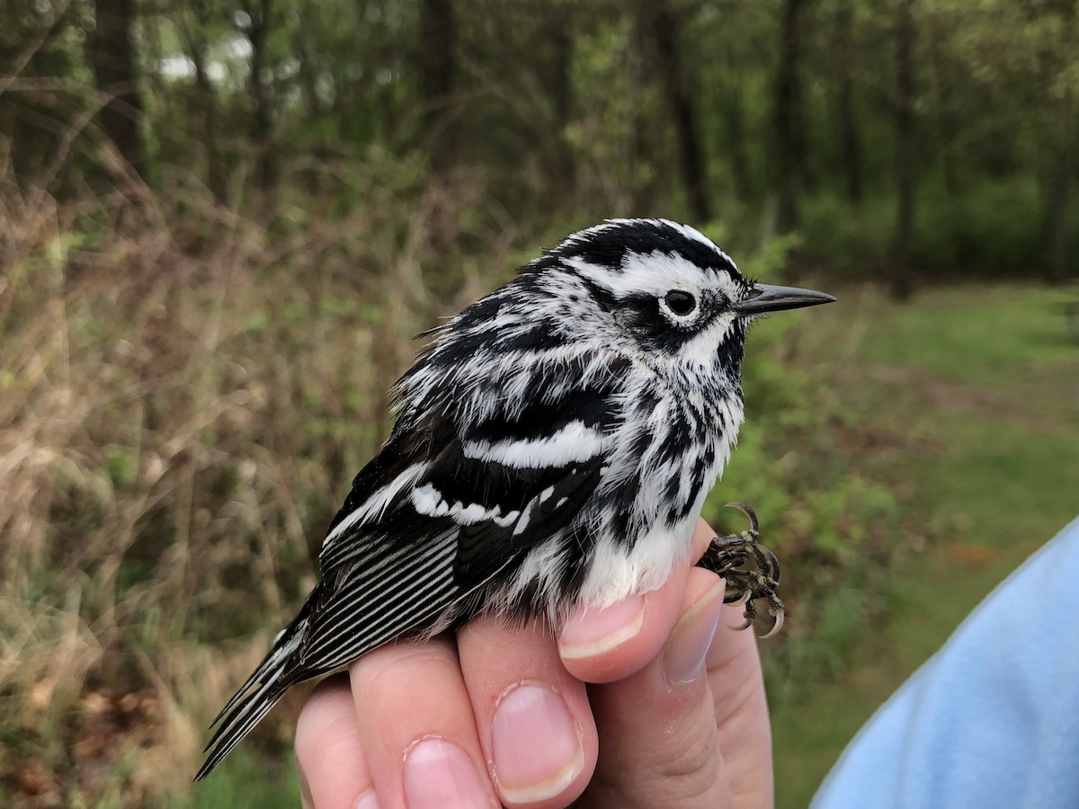 Black-and-white Warbler - ML163291051