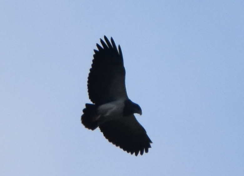 Black-chested Buzzard-Eagle - ML163292921