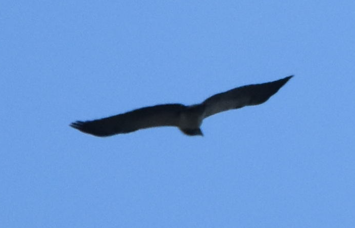 Black-chested Buzzard-Eagle - ML163292951