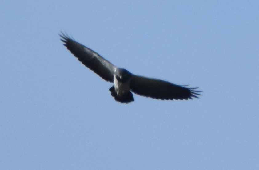 Black-chested Buzzard-Eagle - ML163292961