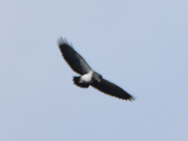 Black-chested Buzzard-Eagle - ML163292991