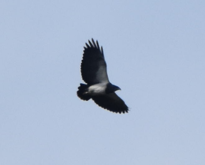 Black-chested Buzzard-Eagle - ML163293011