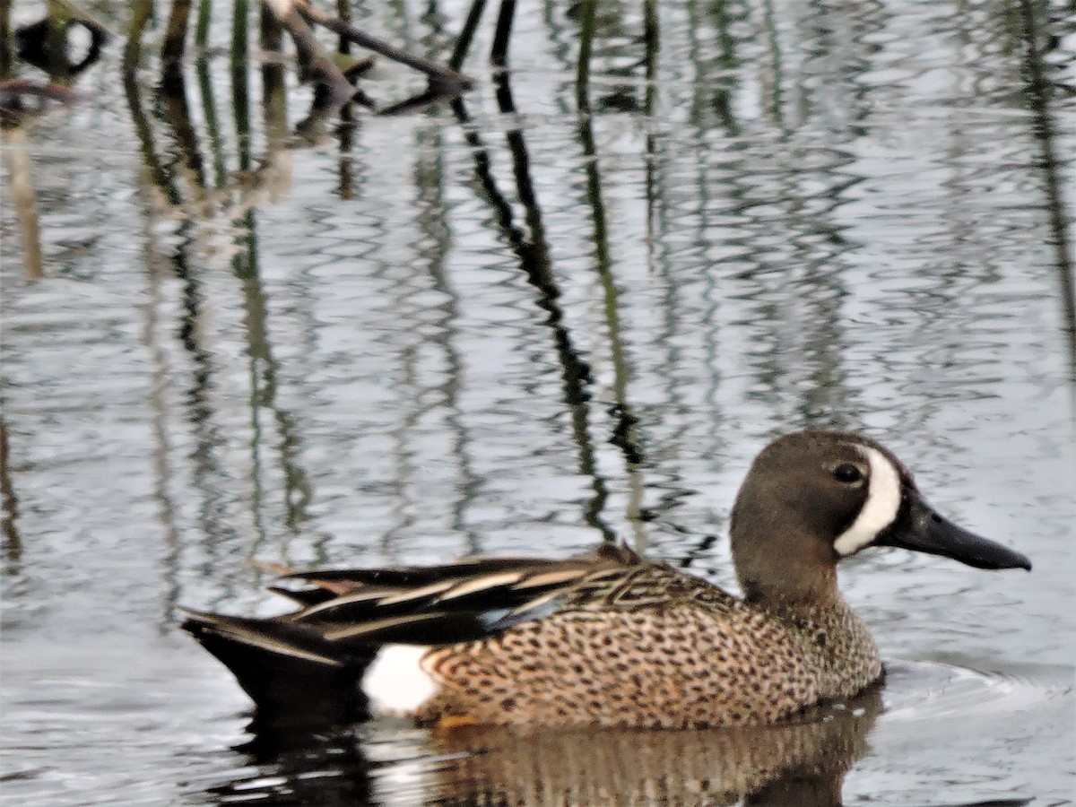 Blue-winged Teal - ML163294351