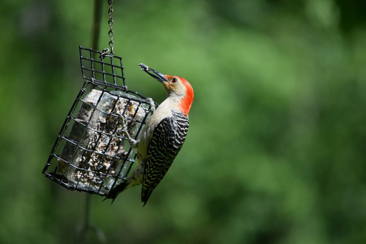 Red-bellied Woodpecker - ML163298361
