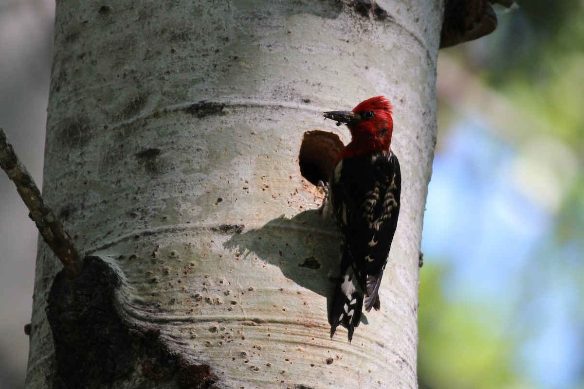Red-breasted Sapsucker - ML163298441