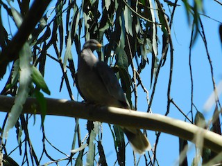 Band-tailed Pigeon, ML163299361