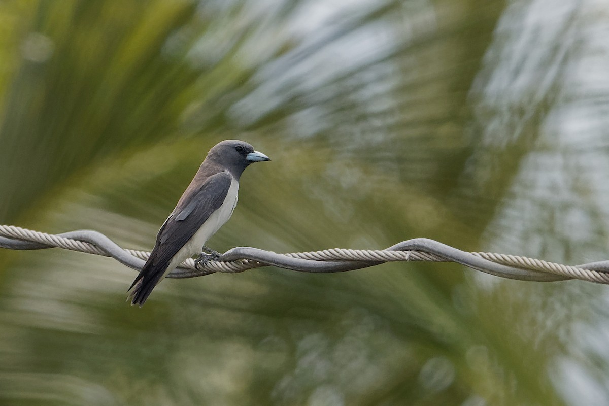 White-breasted Woodswallow - ML163302371