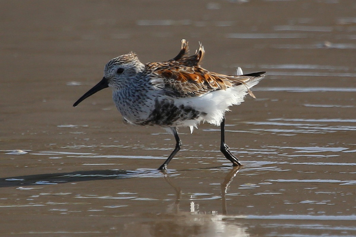 Dunlin - Greg Page