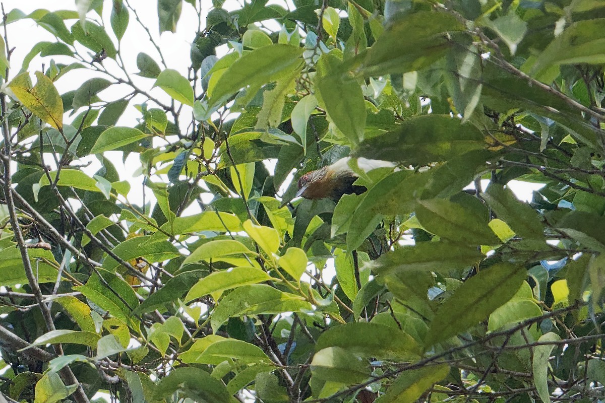 Rusty-crowned Babbler - ML163304141