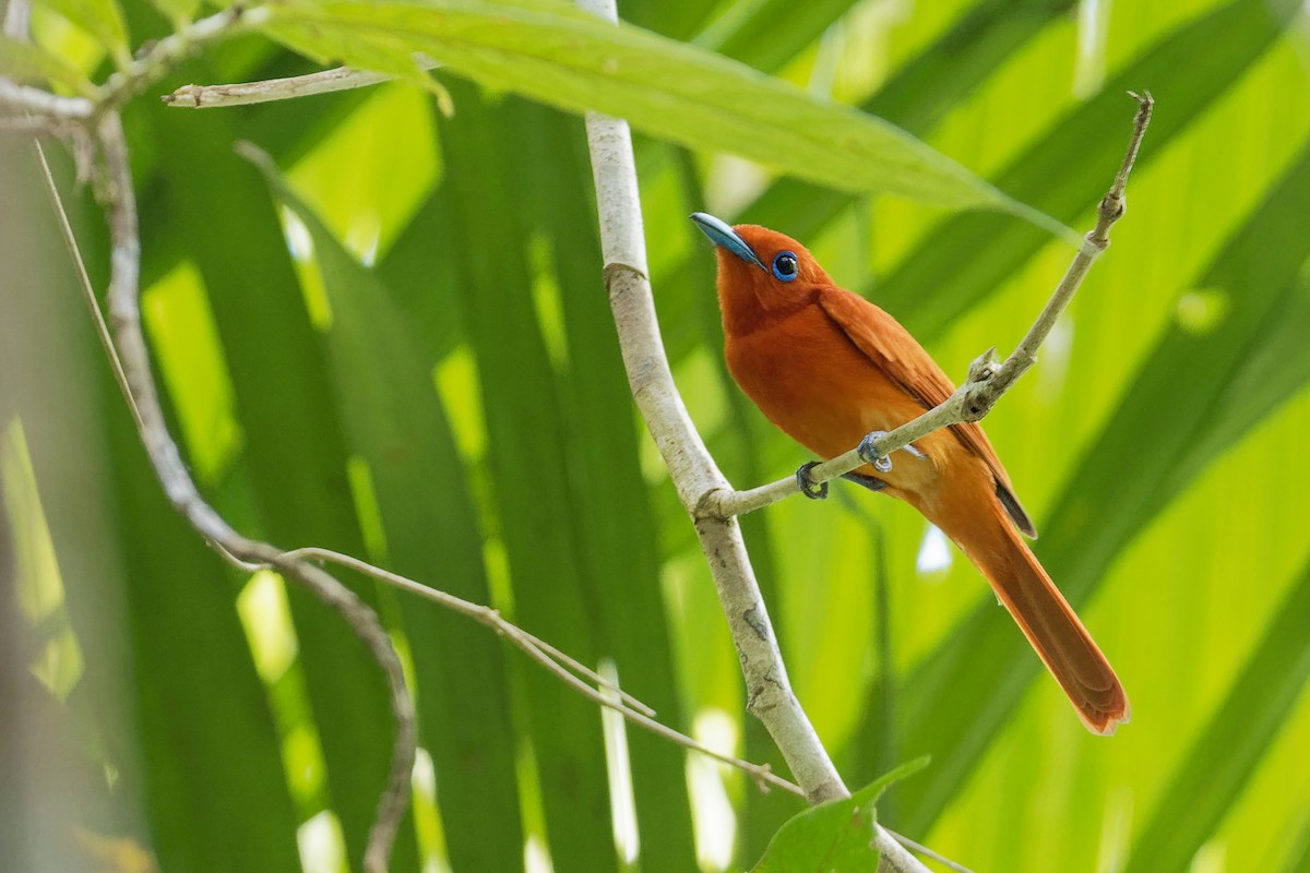Rufous Paradise-Flycatcher (Southern) - ML163304771