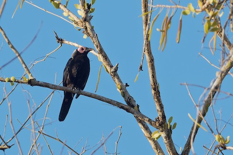 Photos Coleto Sarcops Calvus Birds Of The World