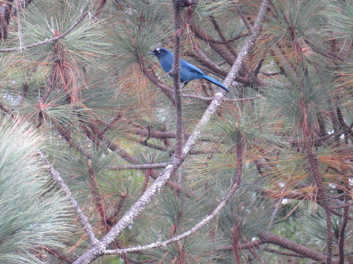 Steller's Jay (Middle American) - ML163307441