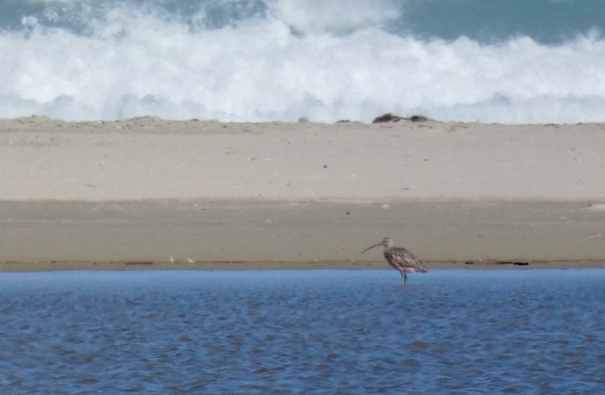 Long-billed Curlew - ML163307811