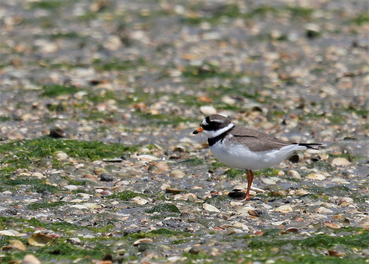 Common Ringed Plover - ML163312151