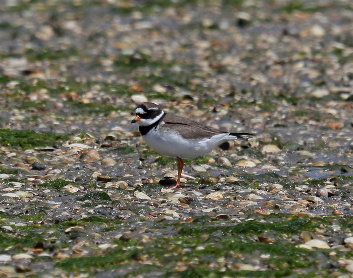 Common Ringed Plover - ML163312161