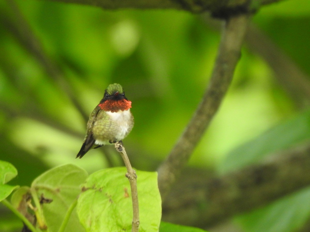 Ruby-throated Hummingbird - ML163316071