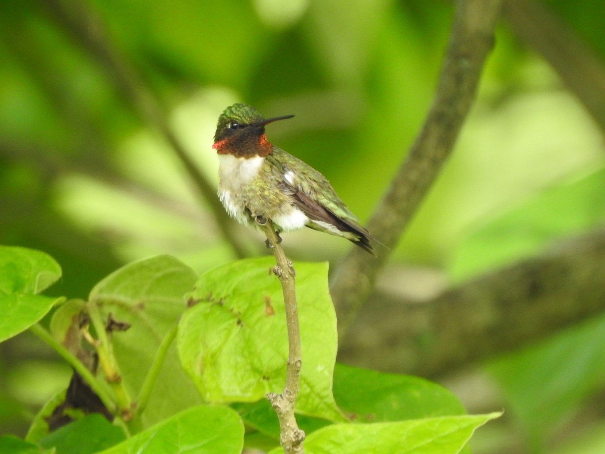 Ruby-throated Hummingbird - ML163316271