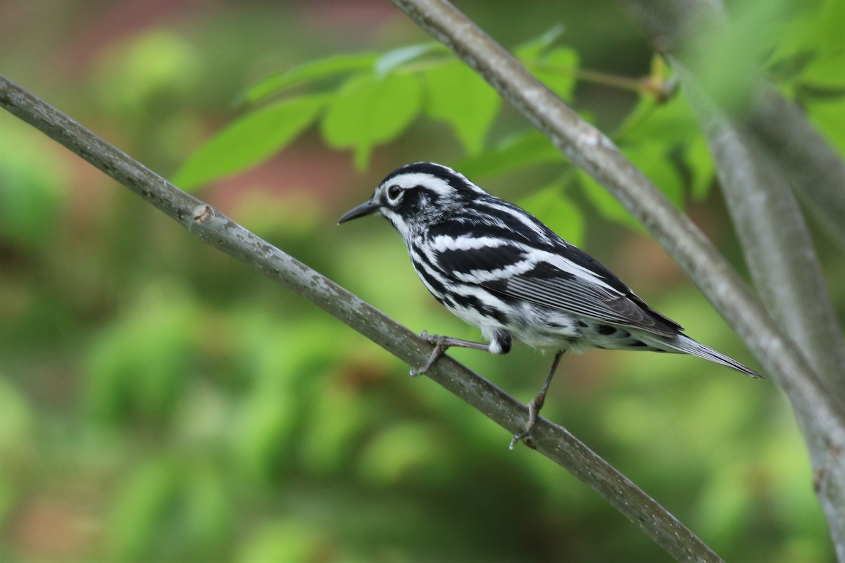 Black-and-white Warbler - ML163318751