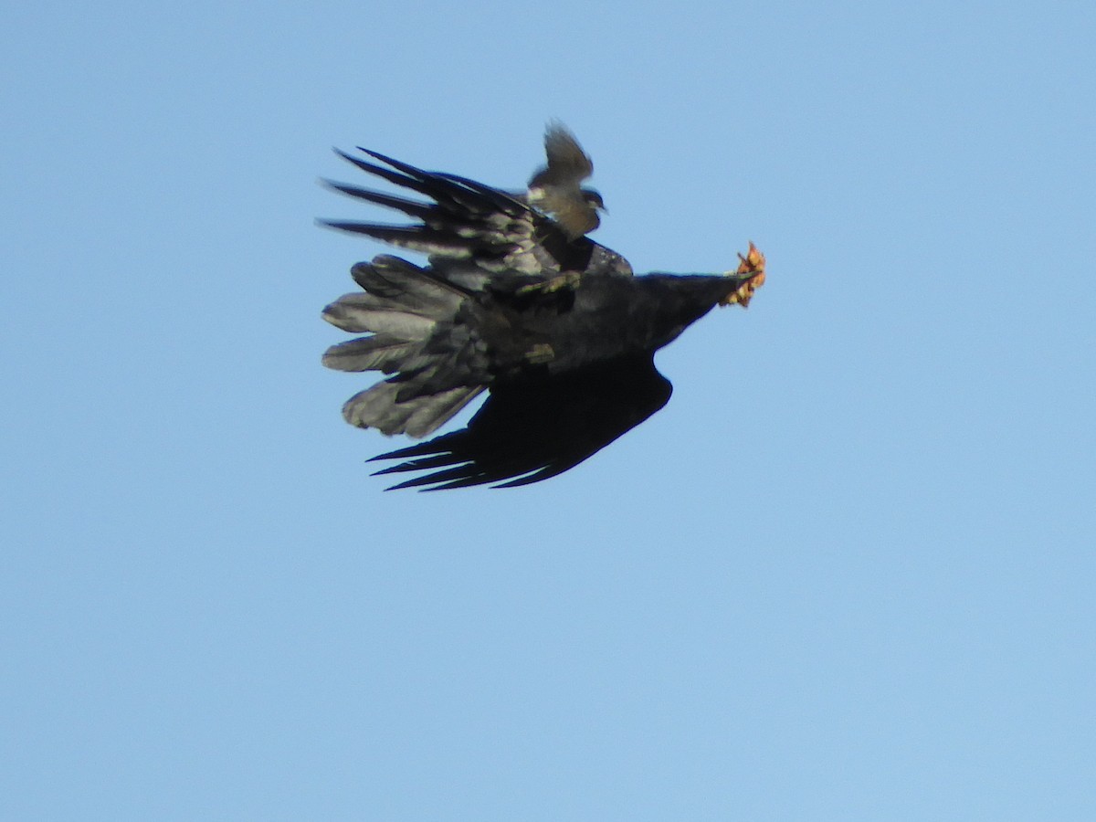 Common Raven - ML163319511