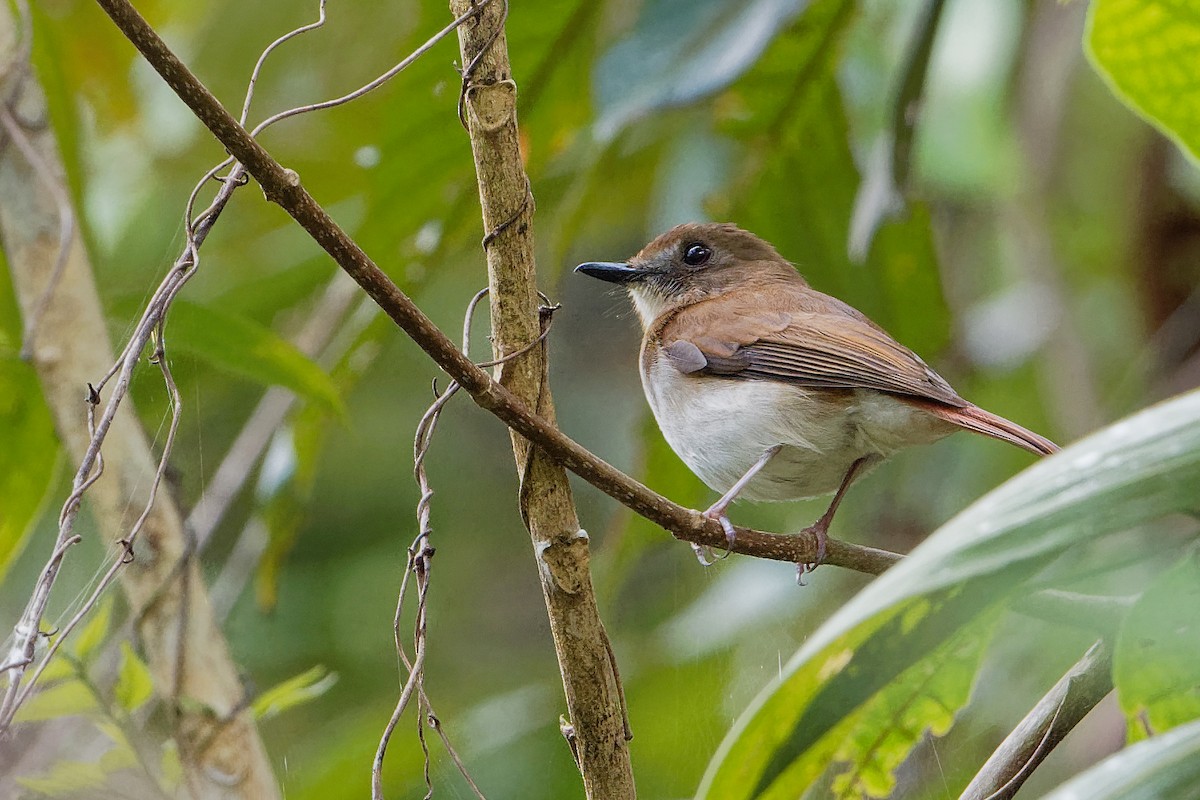 Chestnut-tailed Jungle Flycatcher (Philippine) - ML163320791