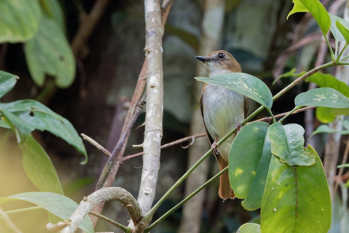 Chestnut-tailed Jungle Flycatcher (Philippine) - ML163320811