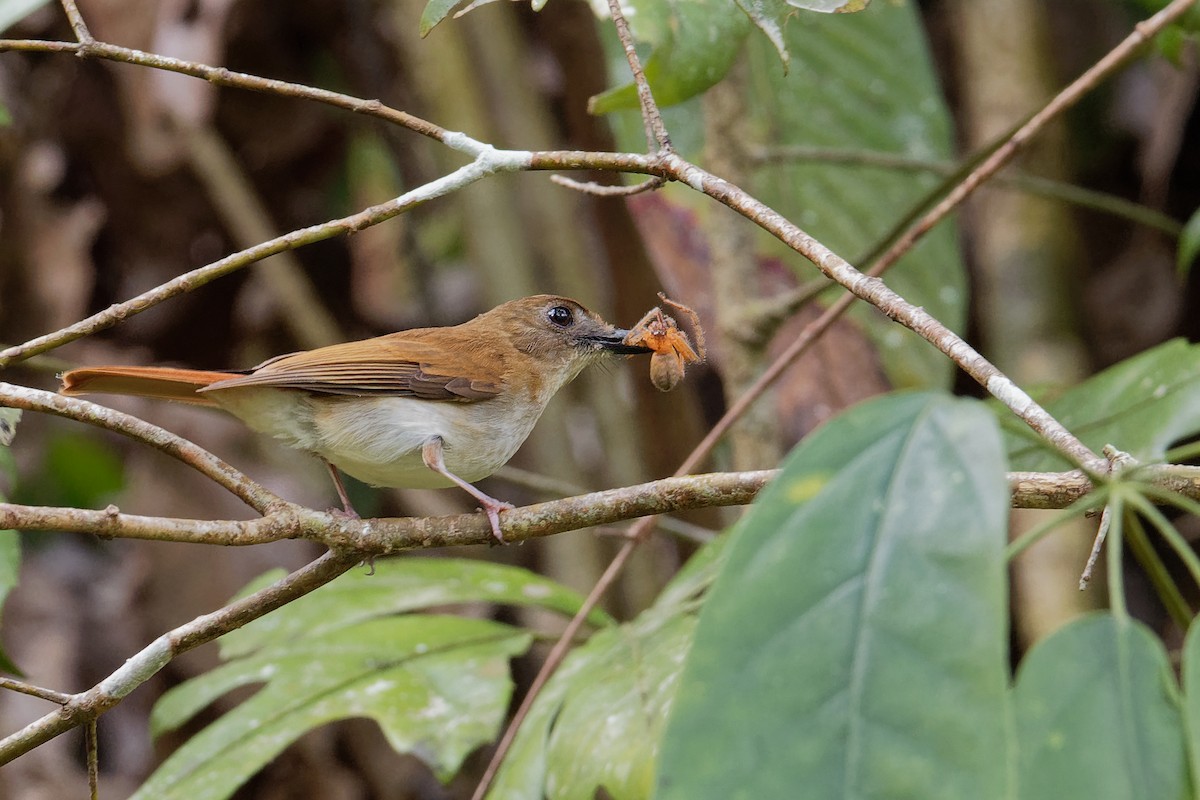 Chestnut-tailed Jungle Flycatcher (Philippine) - ML163320831