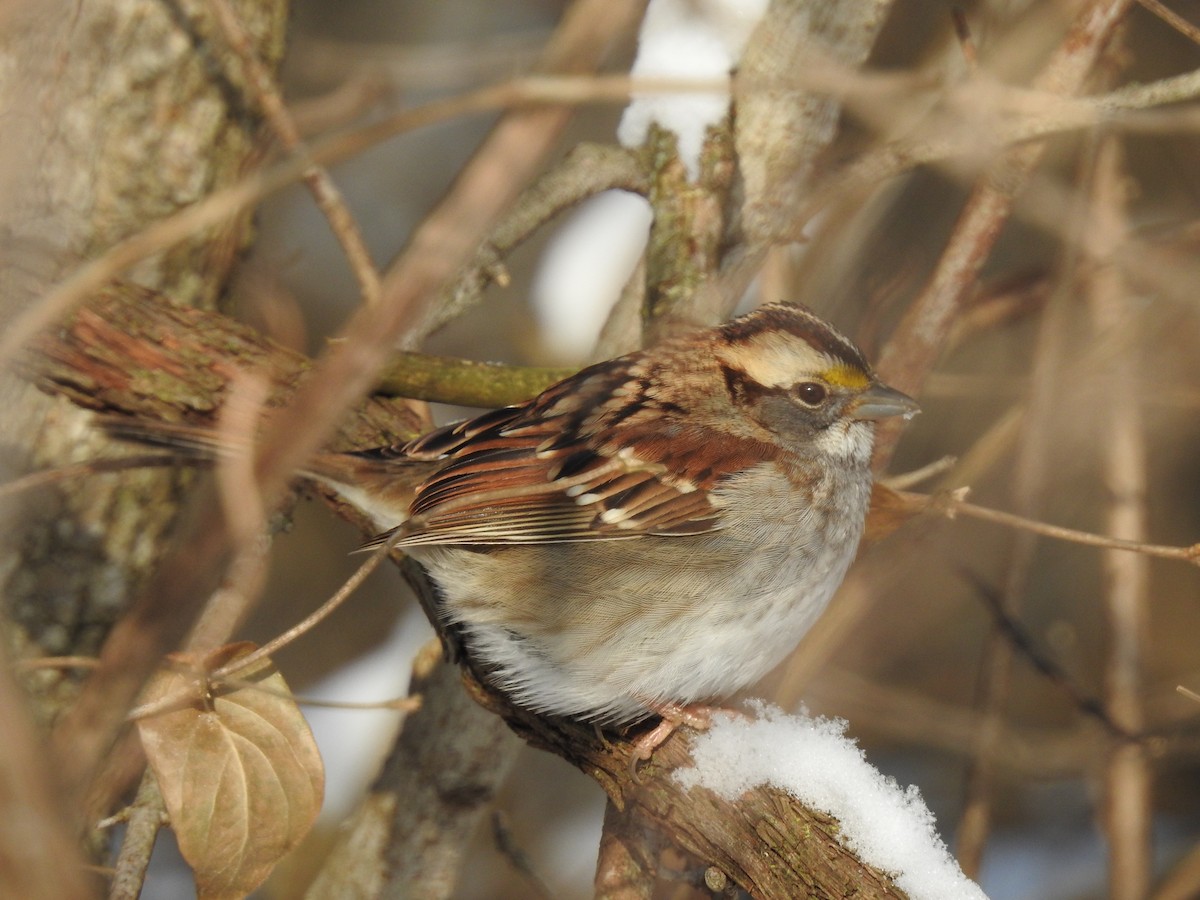 White-throated Sparrow - ML163321021