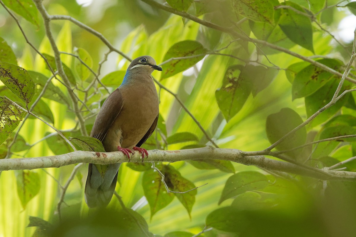 White-eared Brown-Dove (Short-billed) - Vincent Wang
