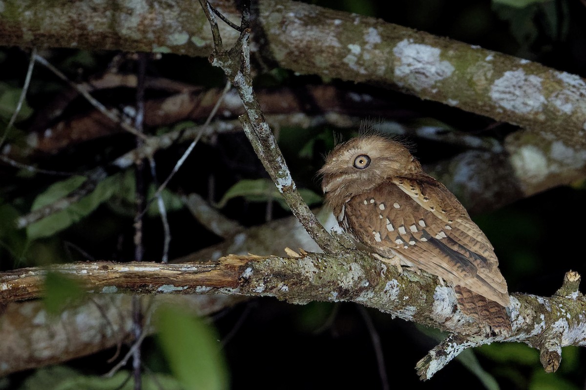 Philippine Frogmouth - ML163322661
