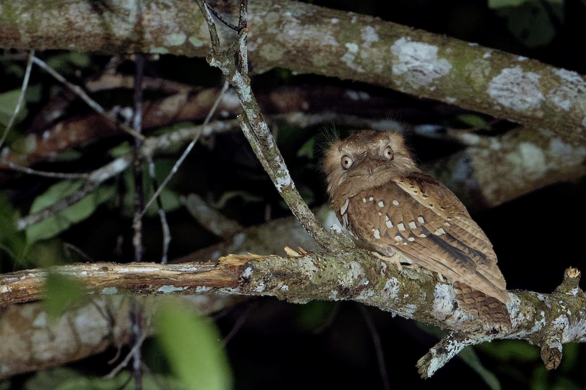 Philippine Frogmouth - ML163322671