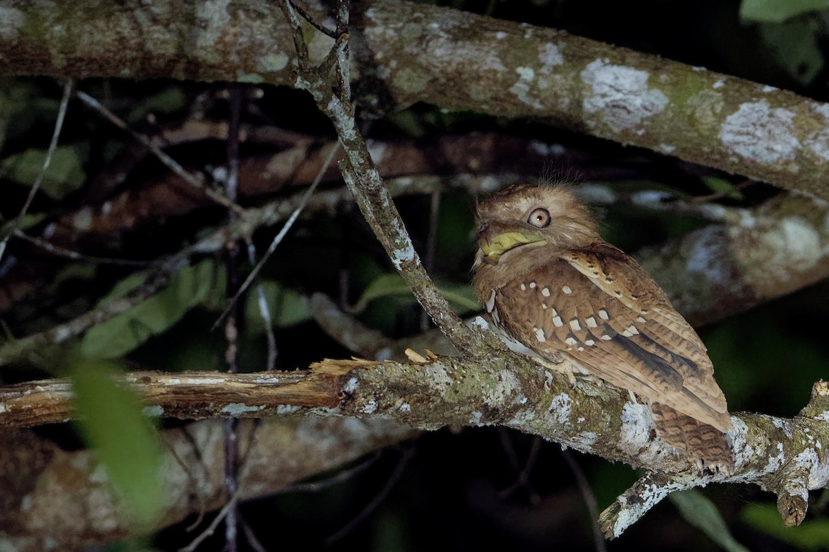 Philippine Frogmouth - ML163322681