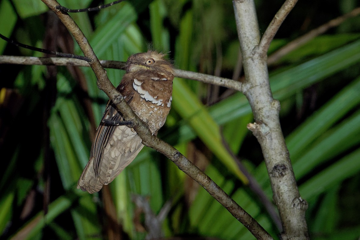 Philippine Frogmouth - ML163323061