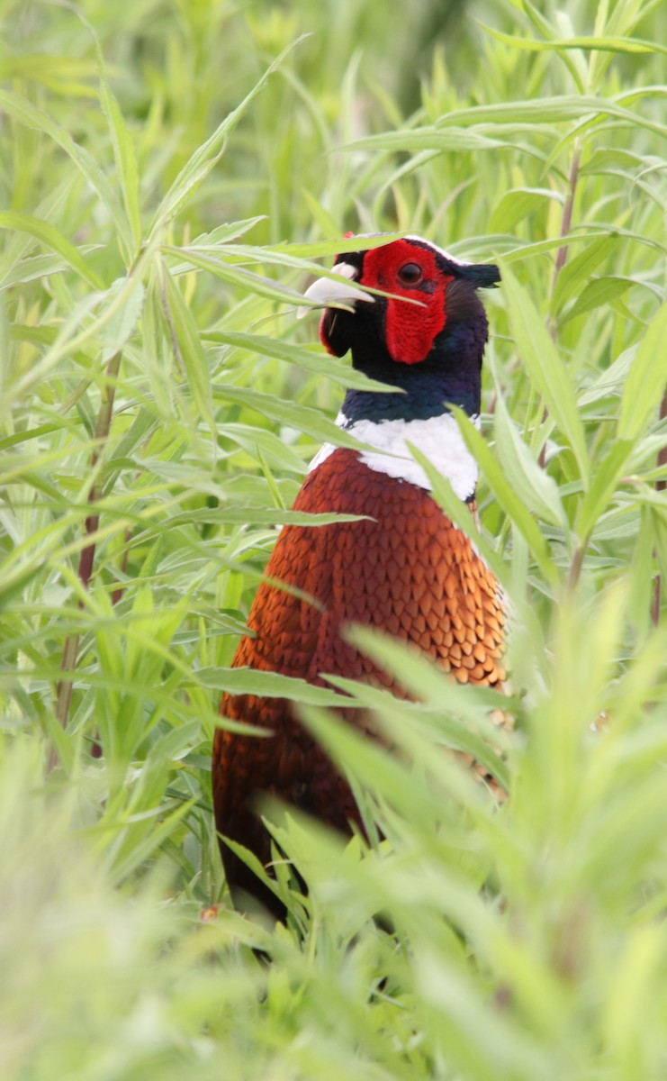Ring-necked Pheasant - ML163323291
