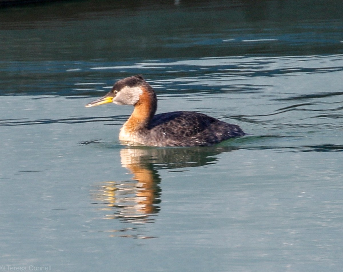 Red-necked Grebe - ML163323901