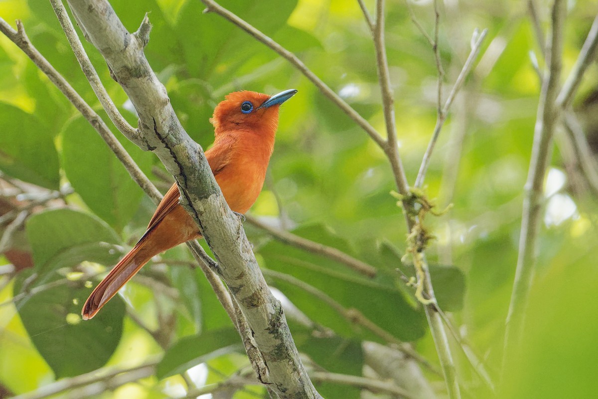 Rufous Paradise-Flycatcher (Southern) - ML163325771