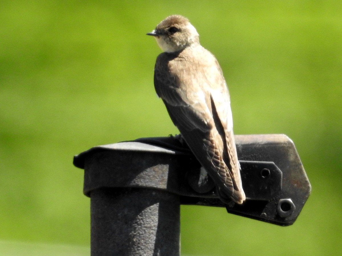 Northern Rough-winged Swallow - Doug Emlin