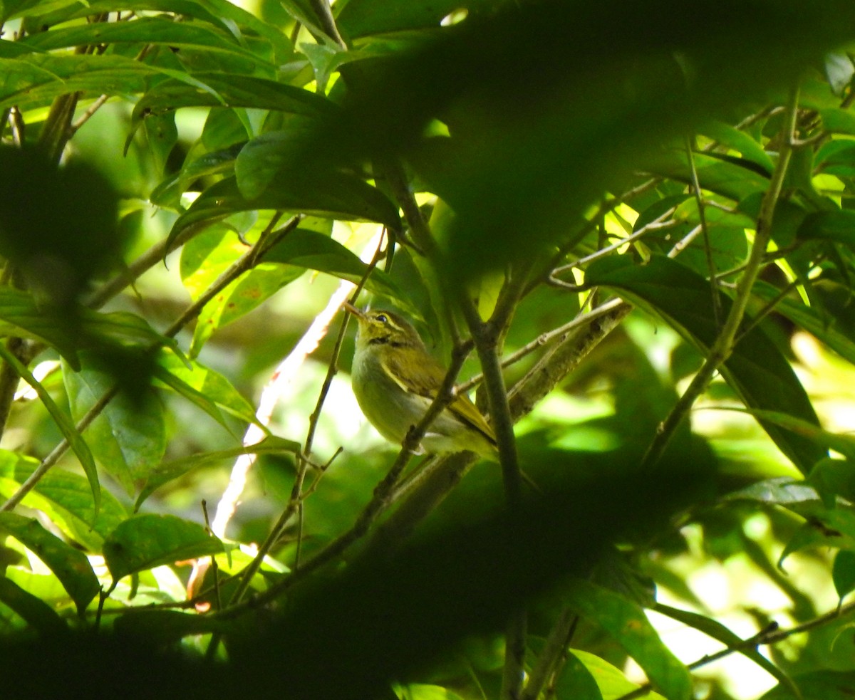 Lemon-throated Leaf Warbler - ML163329571