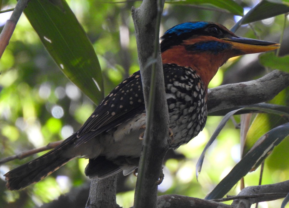 Spotted Kingfisher - ML163329811